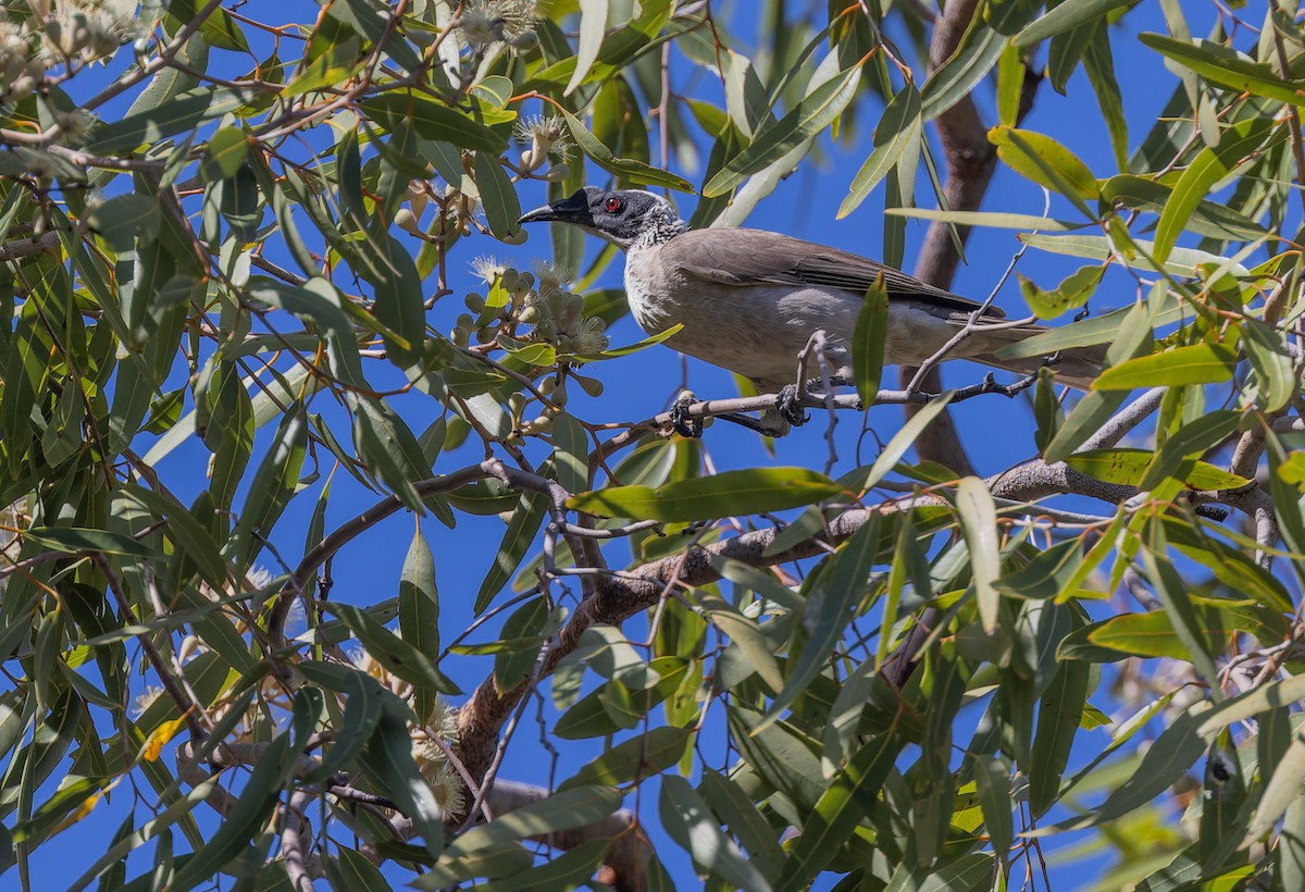 Silver-crowned Friarbird - ML620325409