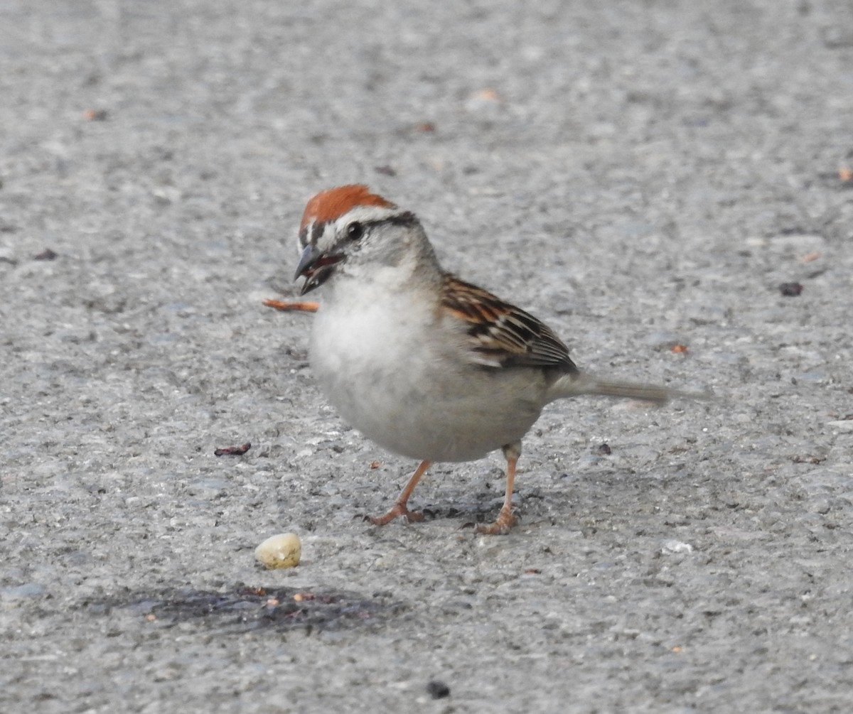 Chipping Sparrow - ML620325412