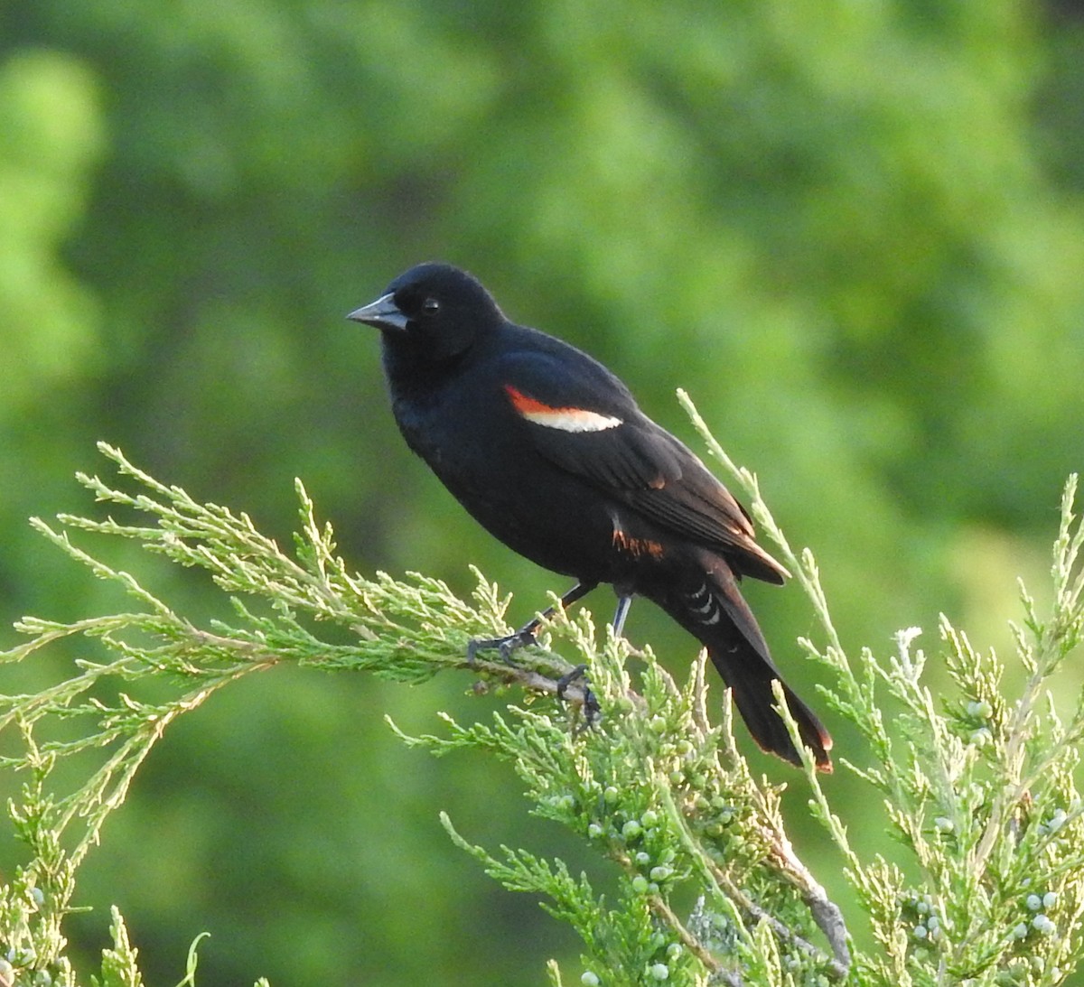 Red-winged Blackbird - ML620325416