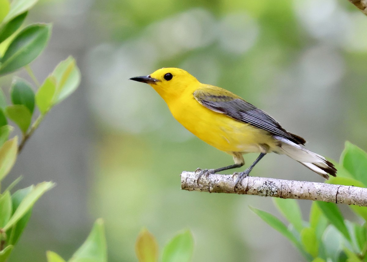 Prothonotary Warbler - ML620325431