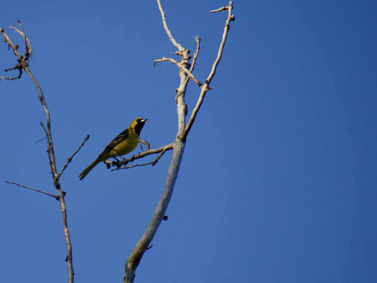 Orchard Oriole - ML620325442