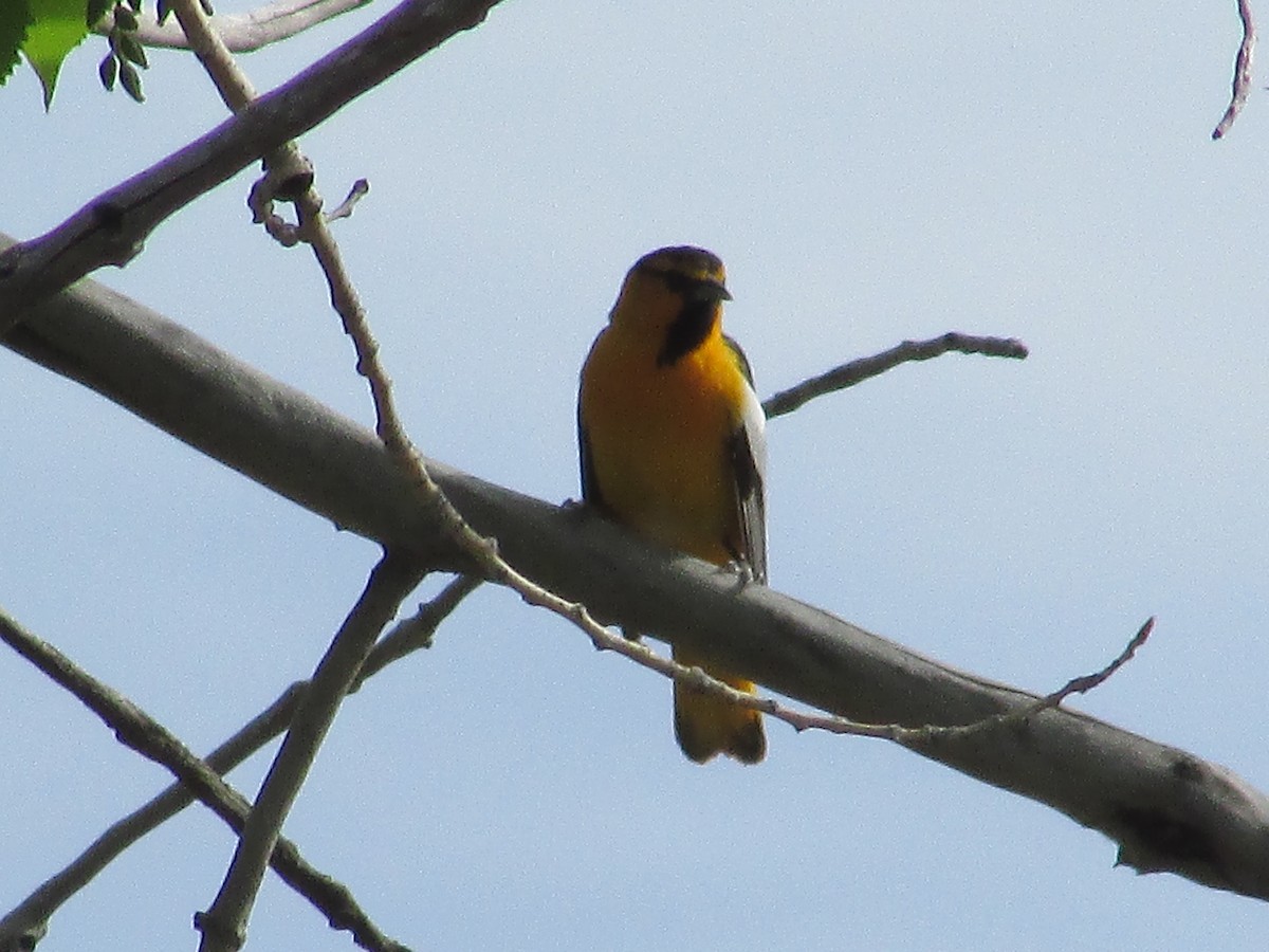 Bullock's Oriole - ML620325444