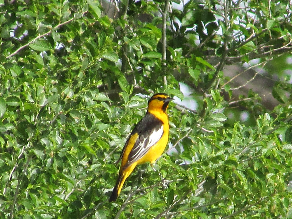 Oriole de Bullock - ML620325451