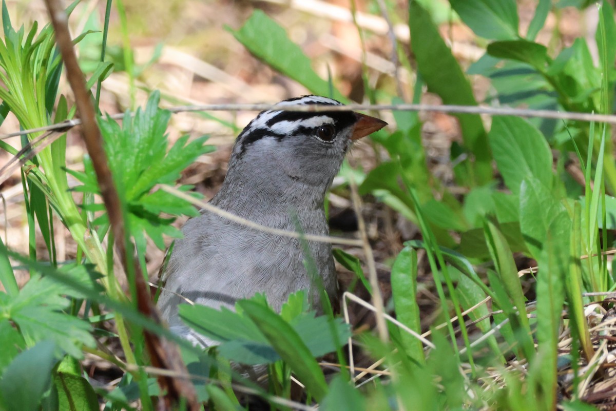 White-crowned Sparrow - ML620325463