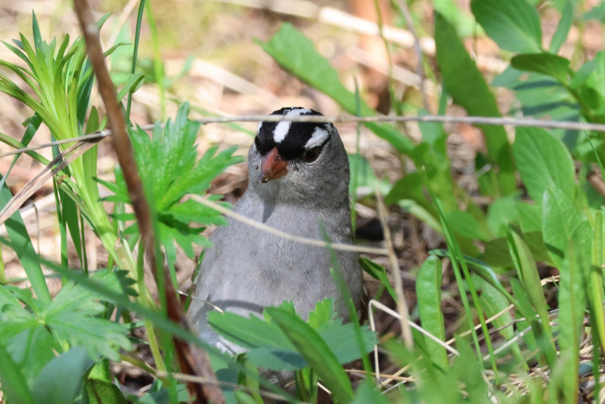 White-crowned Sparrow - ML620325464