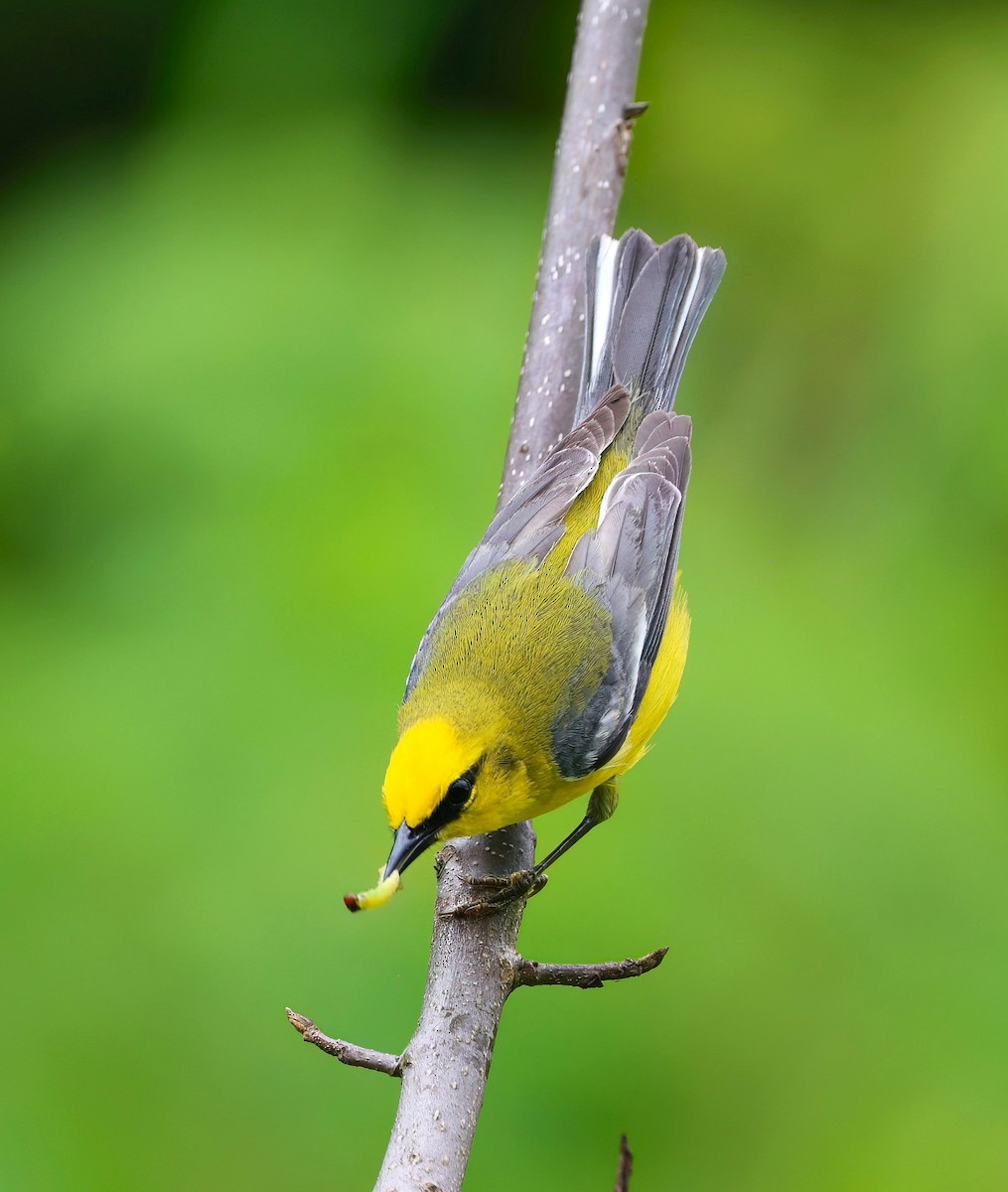 Blue-winged Warbler - ML620325485