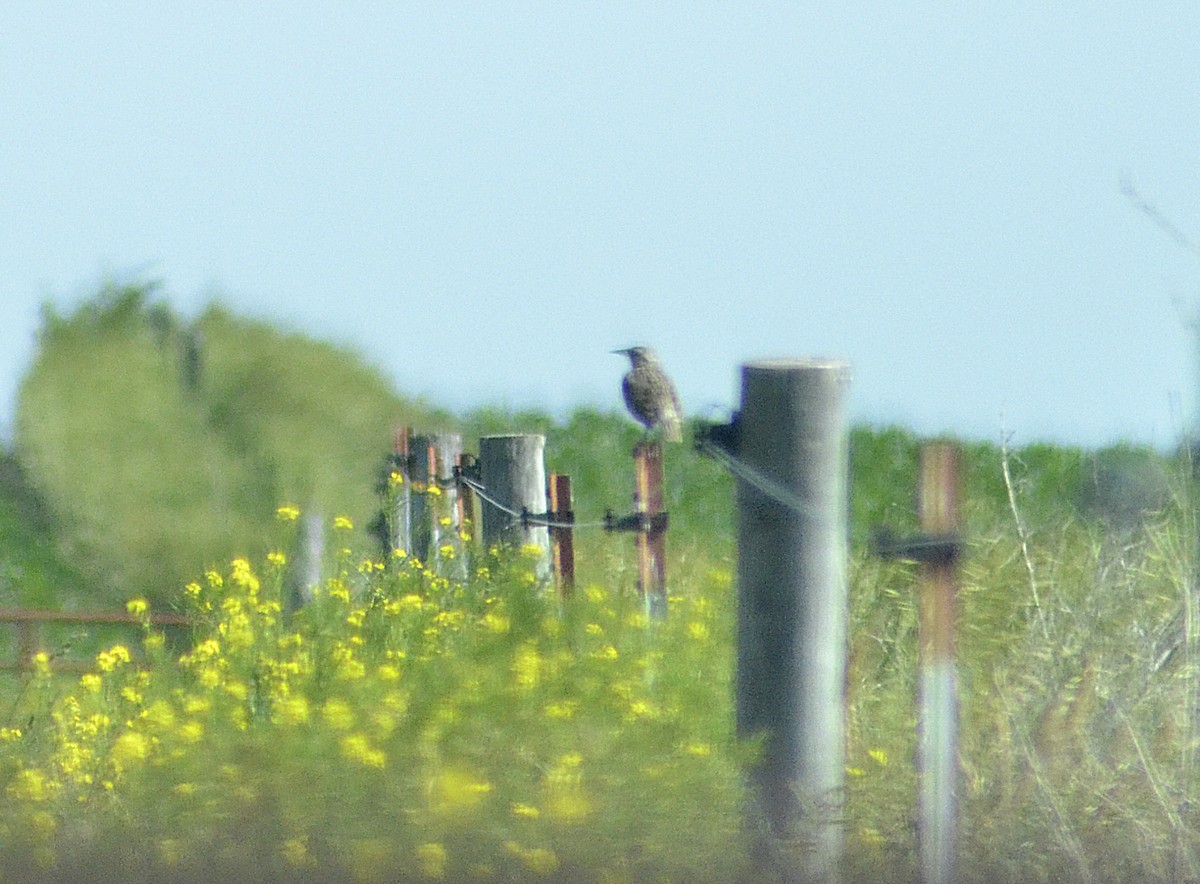 Western Meadowlark - ML620325486