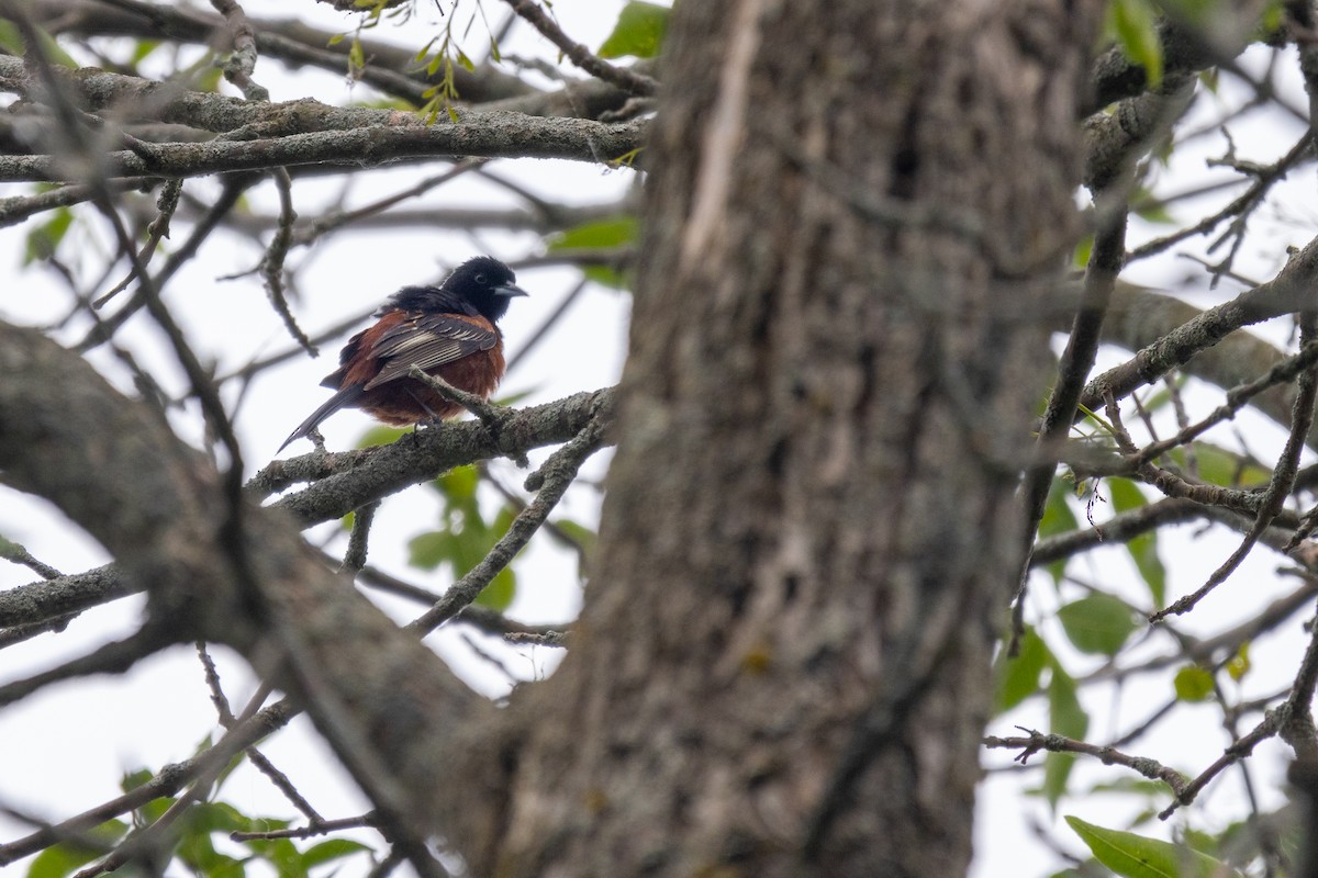 Orchard Oriole - ML620325488