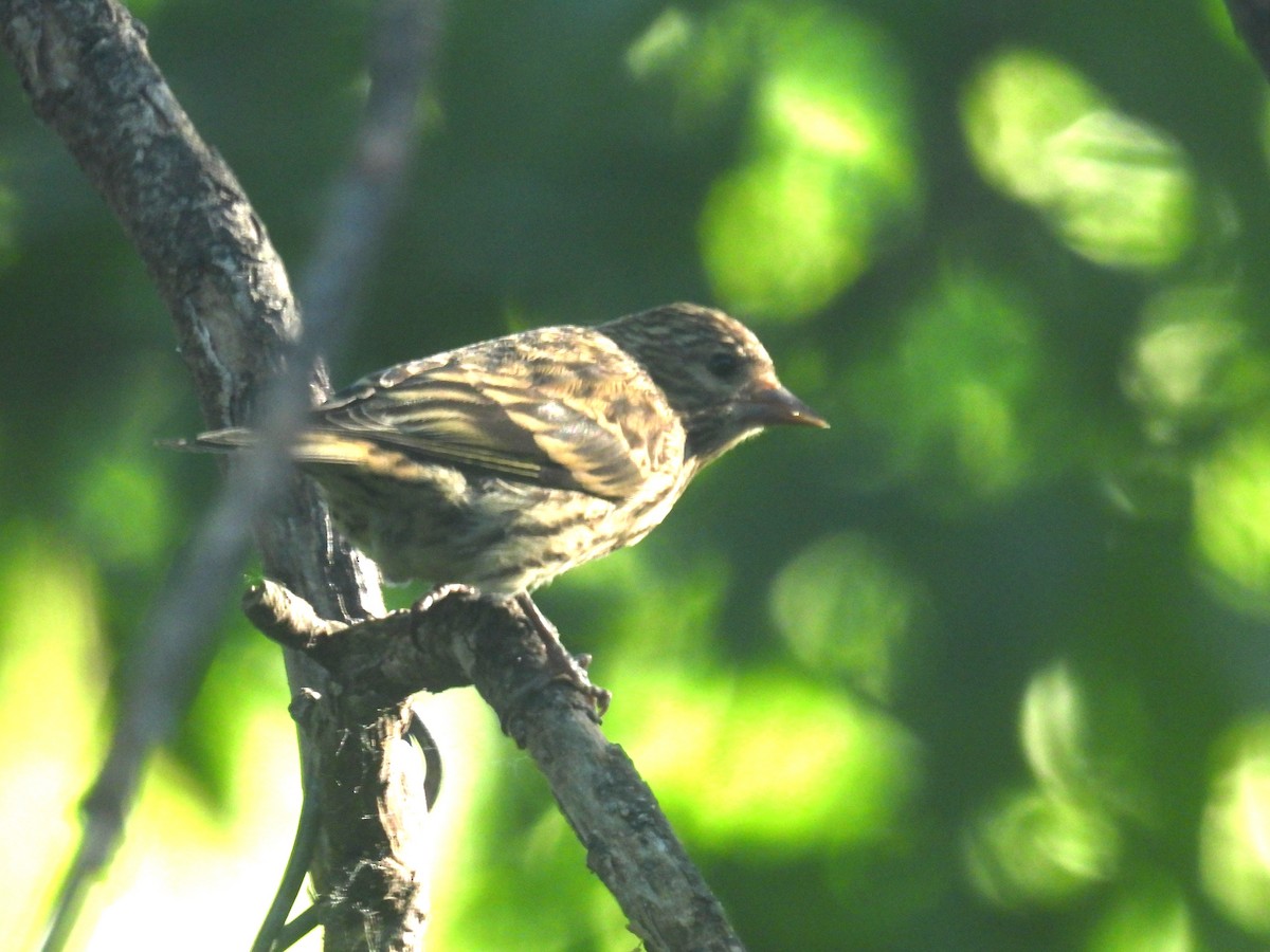 Pine Siskin - ML620325489