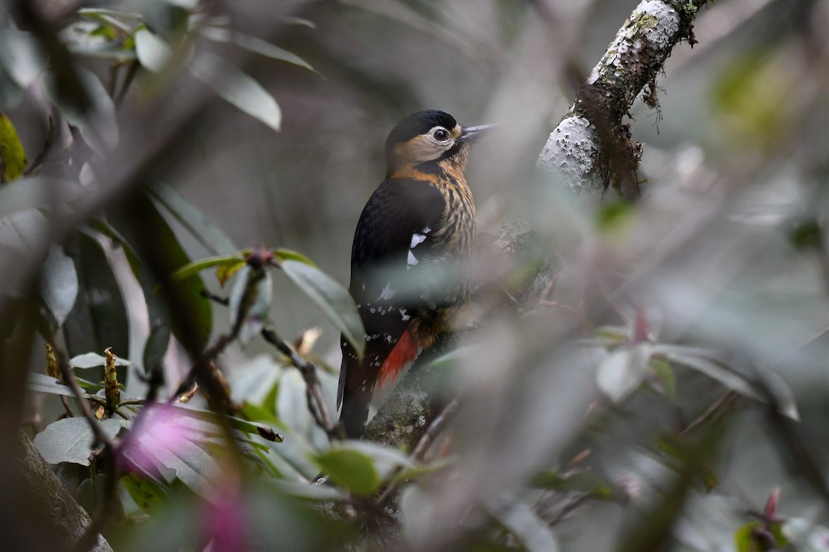 Darjeeling Woodpecker - ML620325494