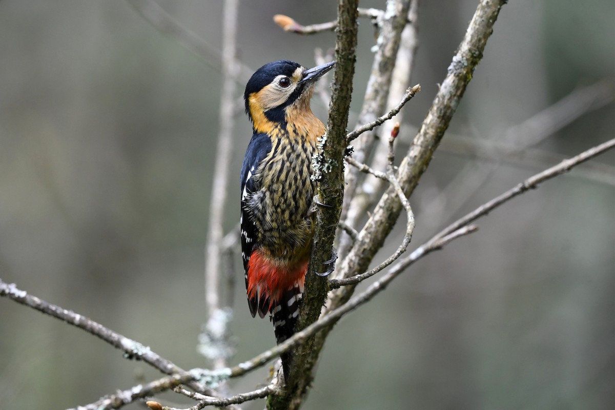 Darjeeling Woodpecker - ML620325495