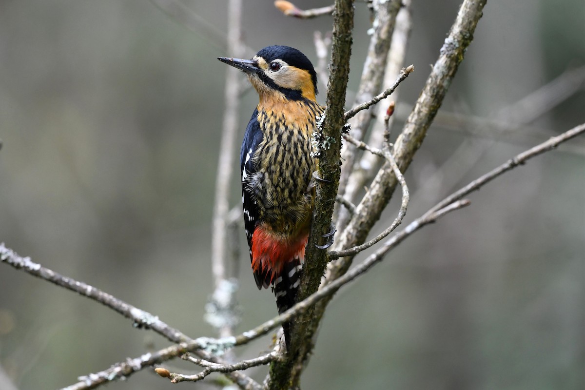 Darjeeling Woodpecker - ML620325496