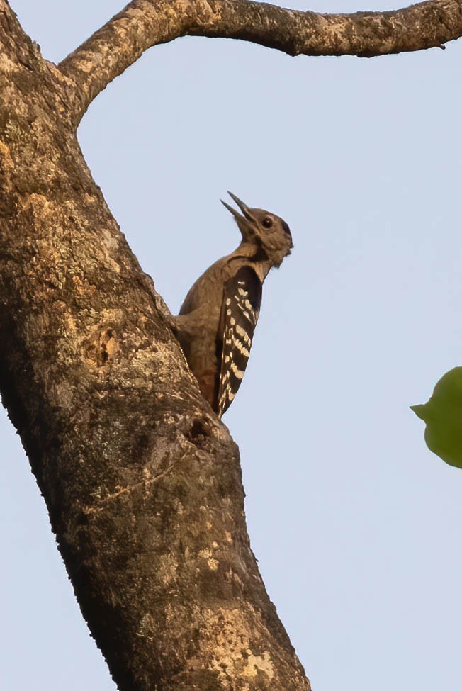 Fulvous-breasted Woodpecker - ML620325499