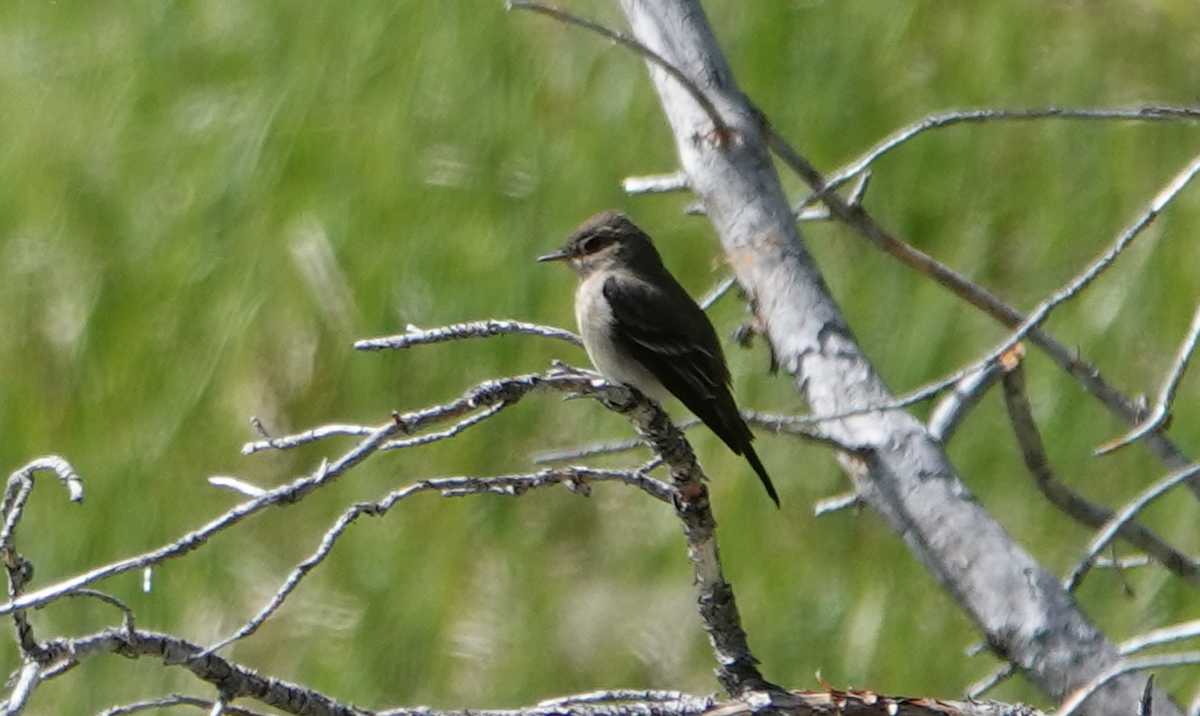 Willow Flycatcher - ML620325505