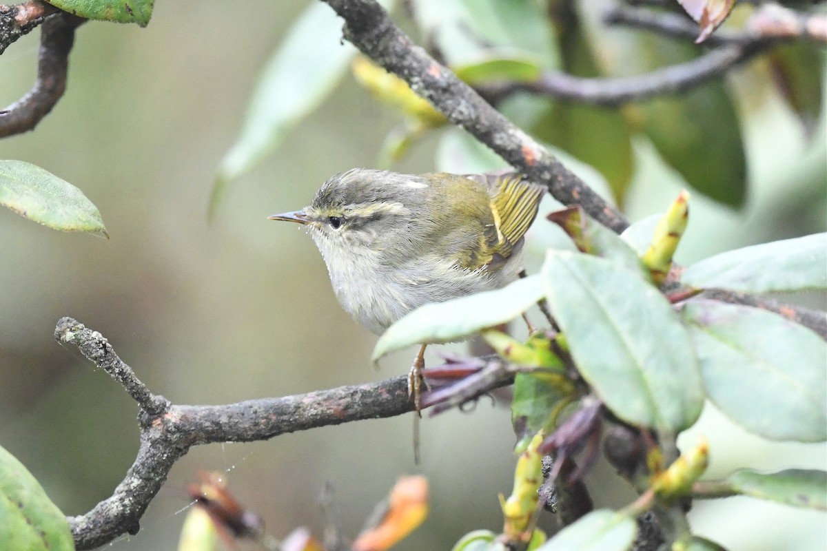 Sichuan Leaf Warbler - ML620325508