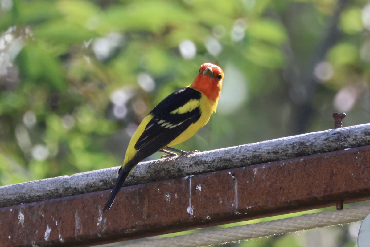Western Tanager - ML620325509