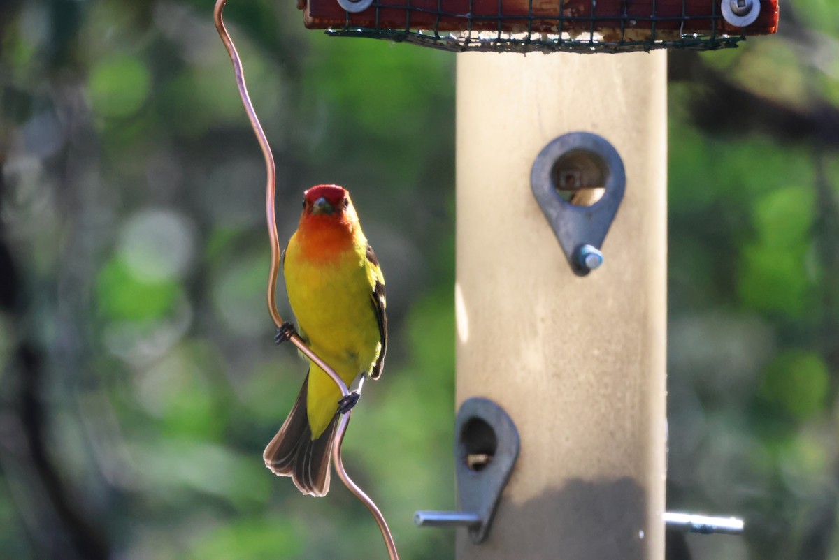 Western Tanager - ML620325510
