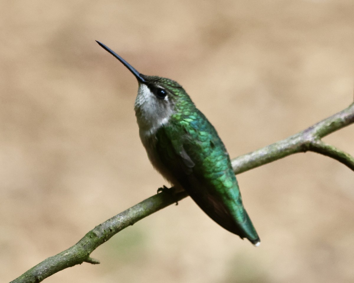 Colibri à gorge rubis - ML620325519