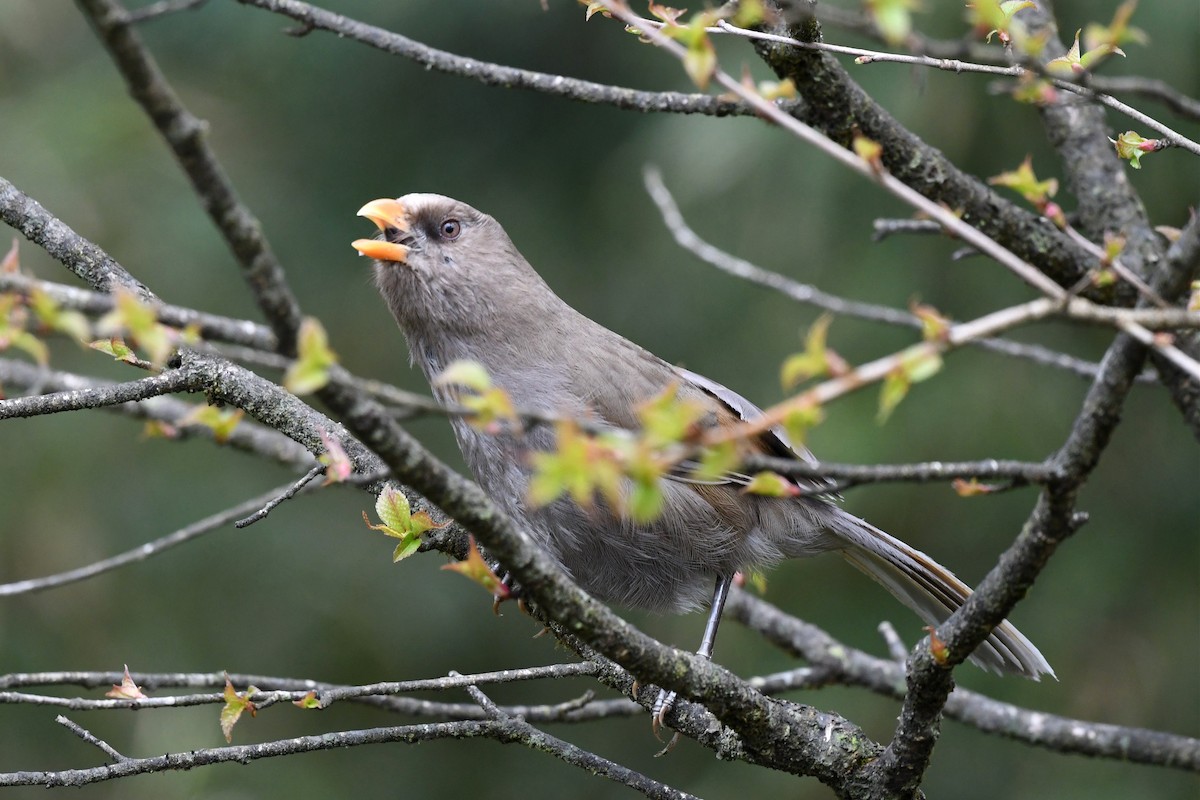 Grand Paradoxornis - ML620325528