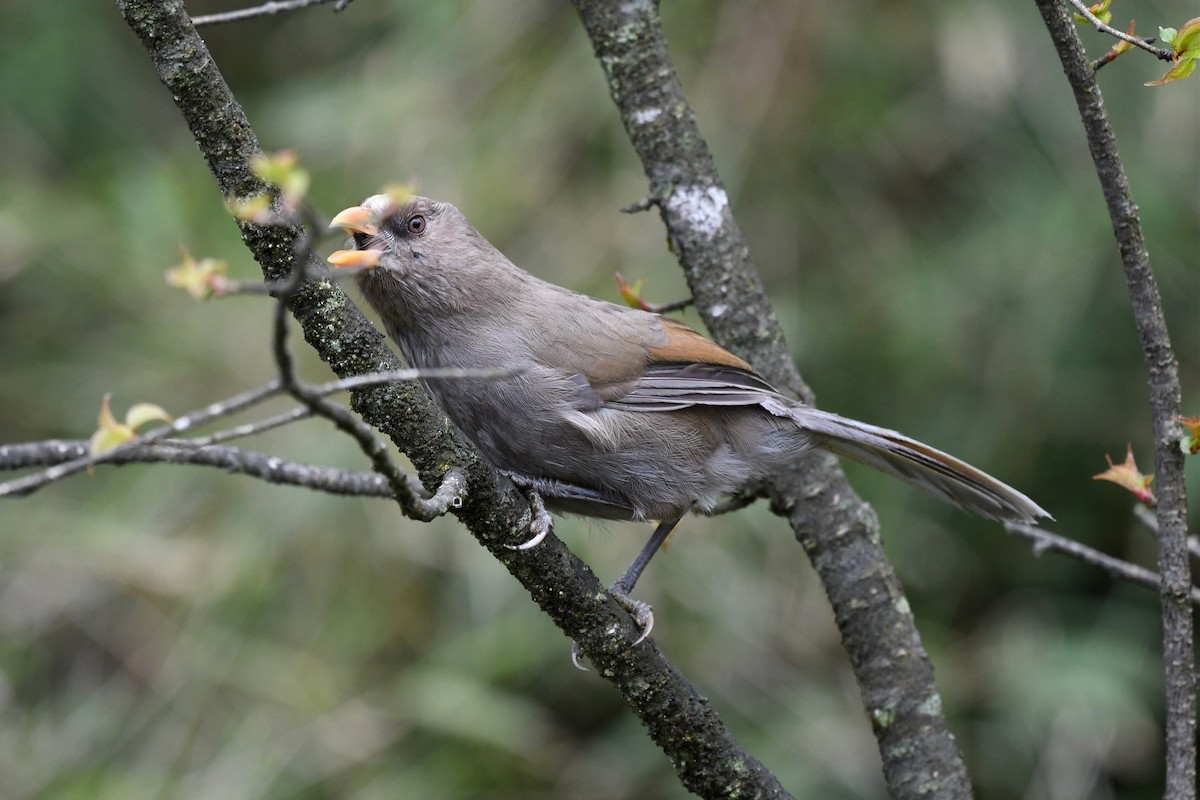 Great Parrotbill - ML620325531