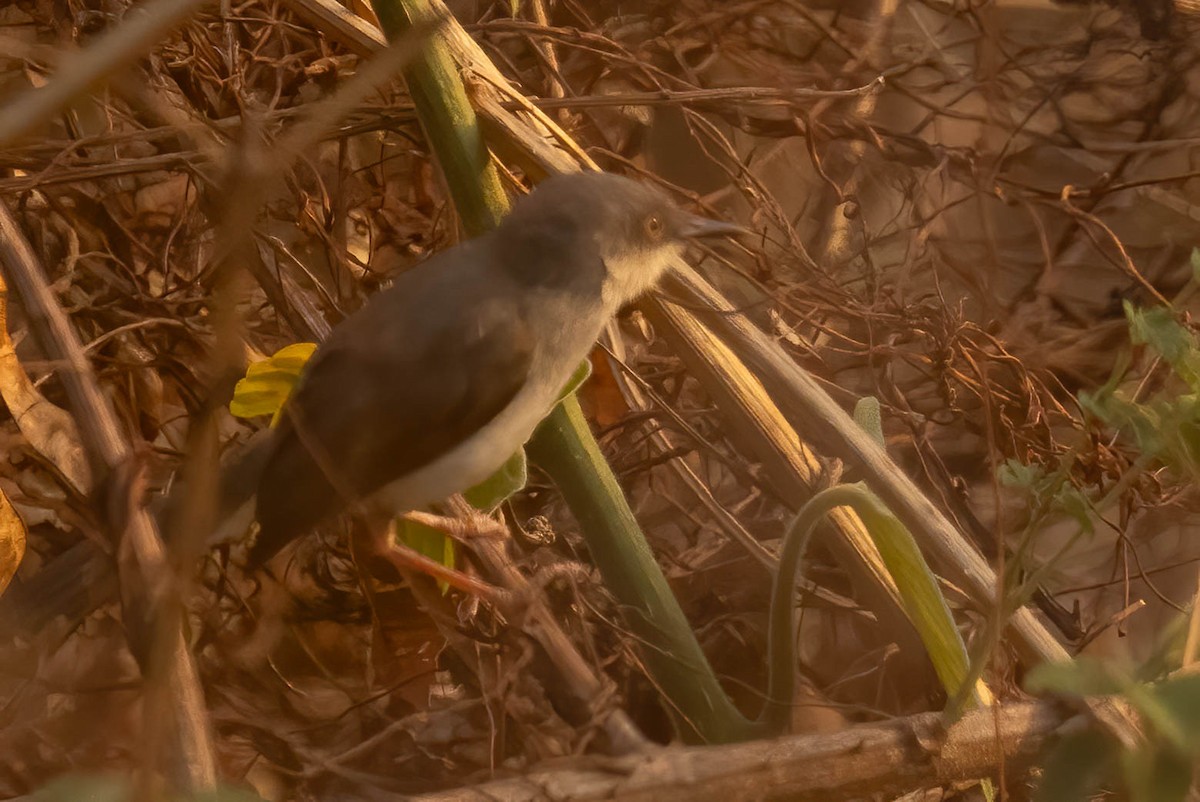 Prinia de Hodgson - ML620325554