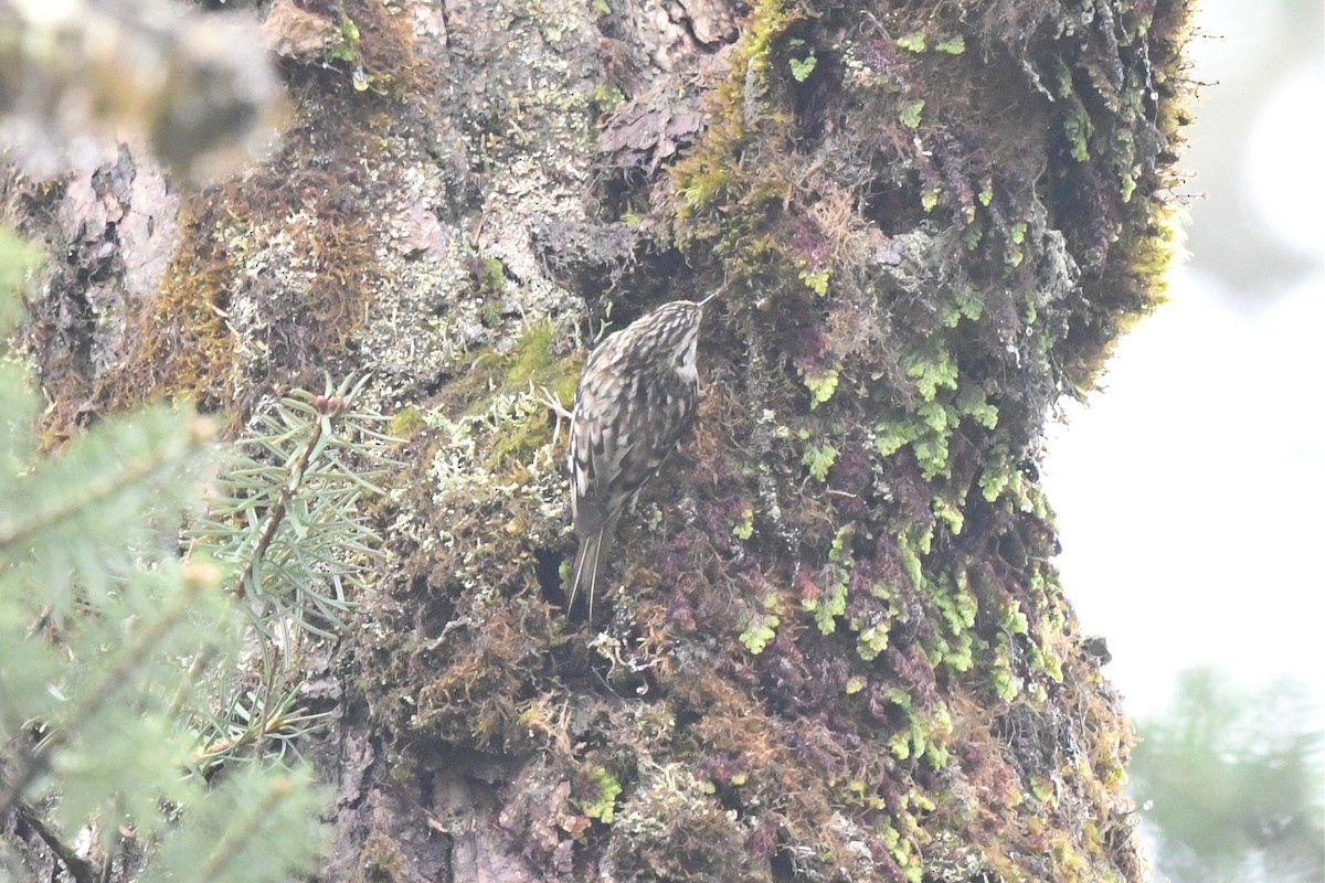 Hodgson's Treecreeper - ML620325564