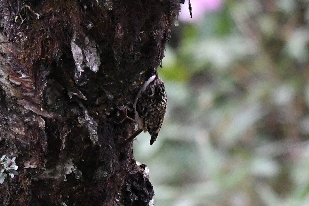 Sichuan Treecreeper - ML620325567