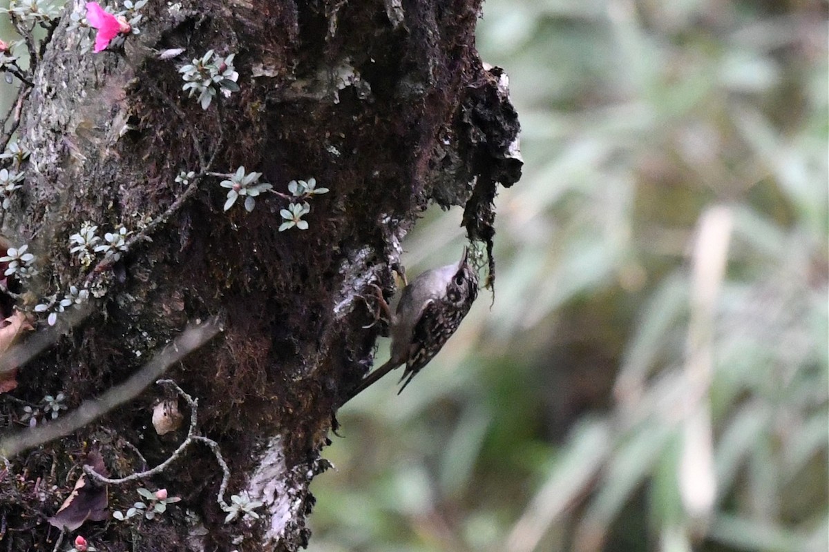 Sichuan Treecreeper - ML620325568