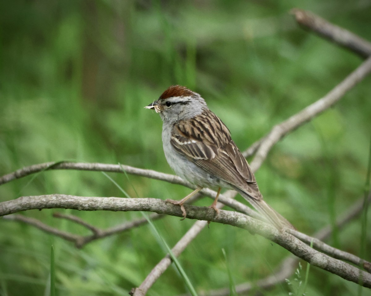Chipping Sparrow - ML620325571
