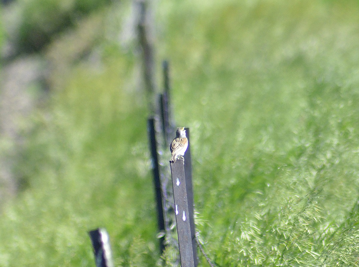 Dickcissel - ML620325577