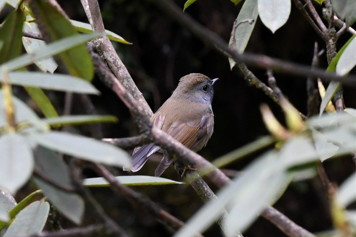 Rufous-gorgeted Flycatcher - ML620325578