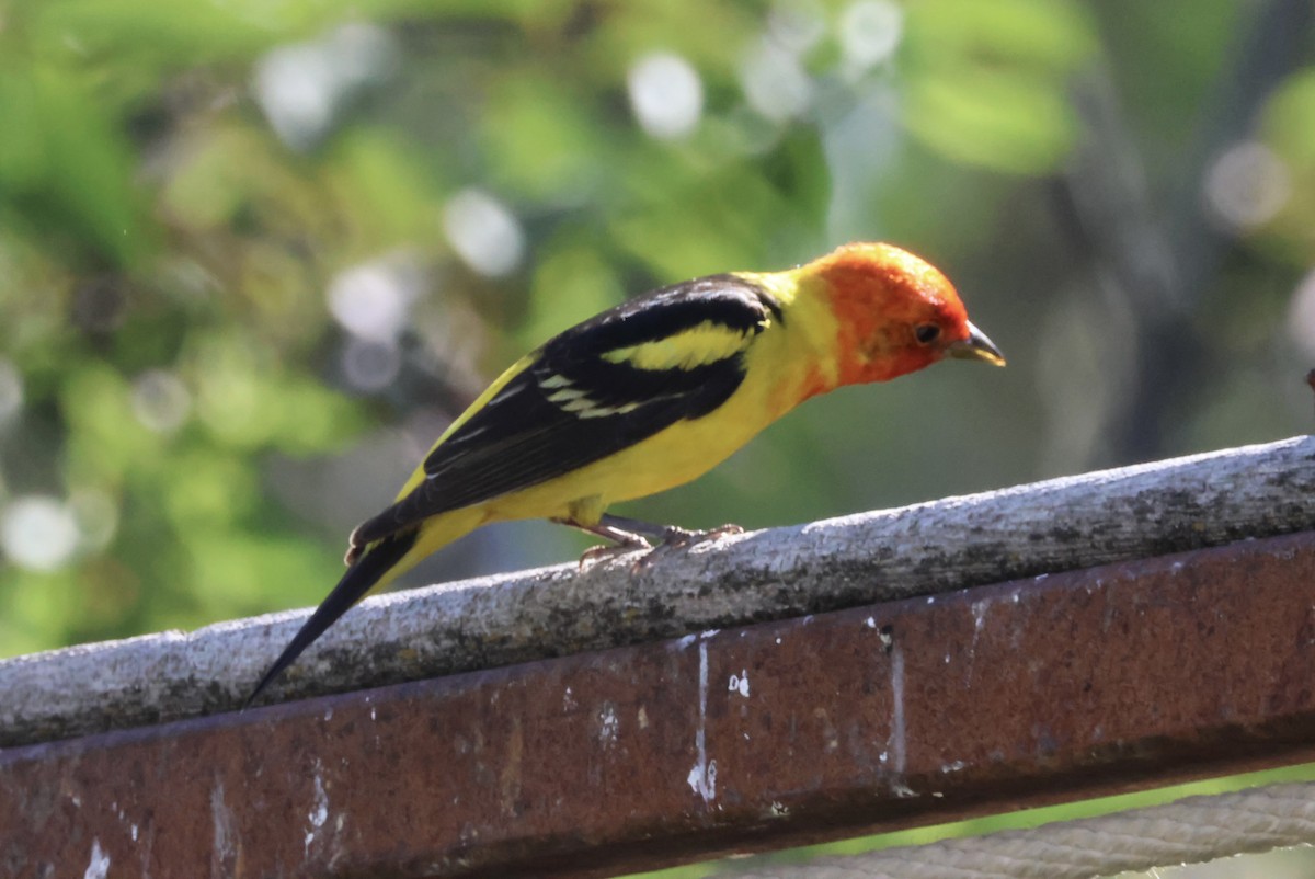 Western Tanager - ML620325580