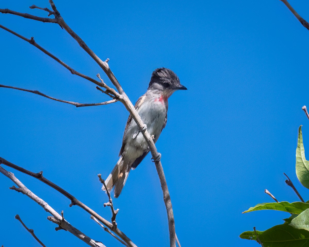 Rose-throated Becard - ML620325592