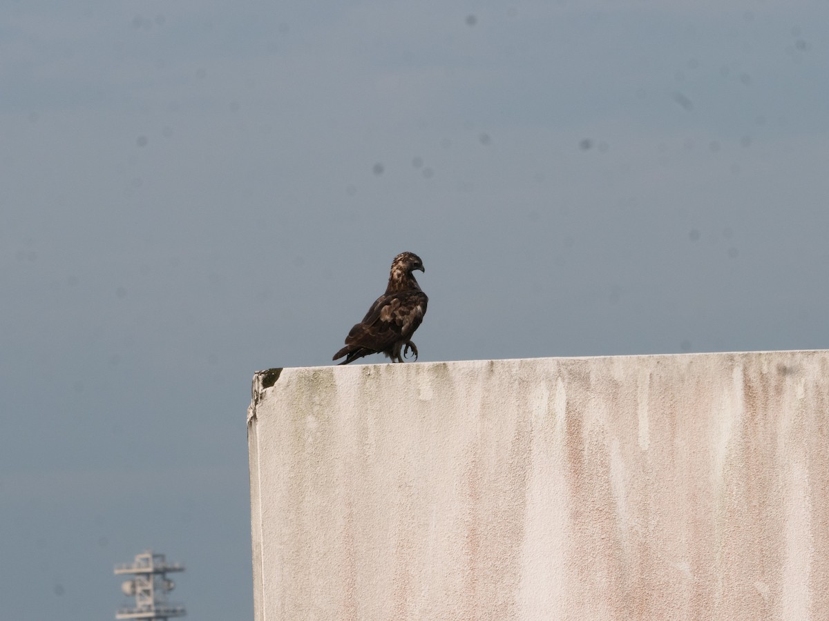 Bondrée orientale (groupe ptilorhynchus) - ML620325603