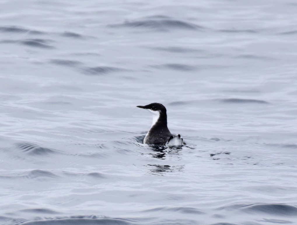 Craveri's Murrelet - ML620325614