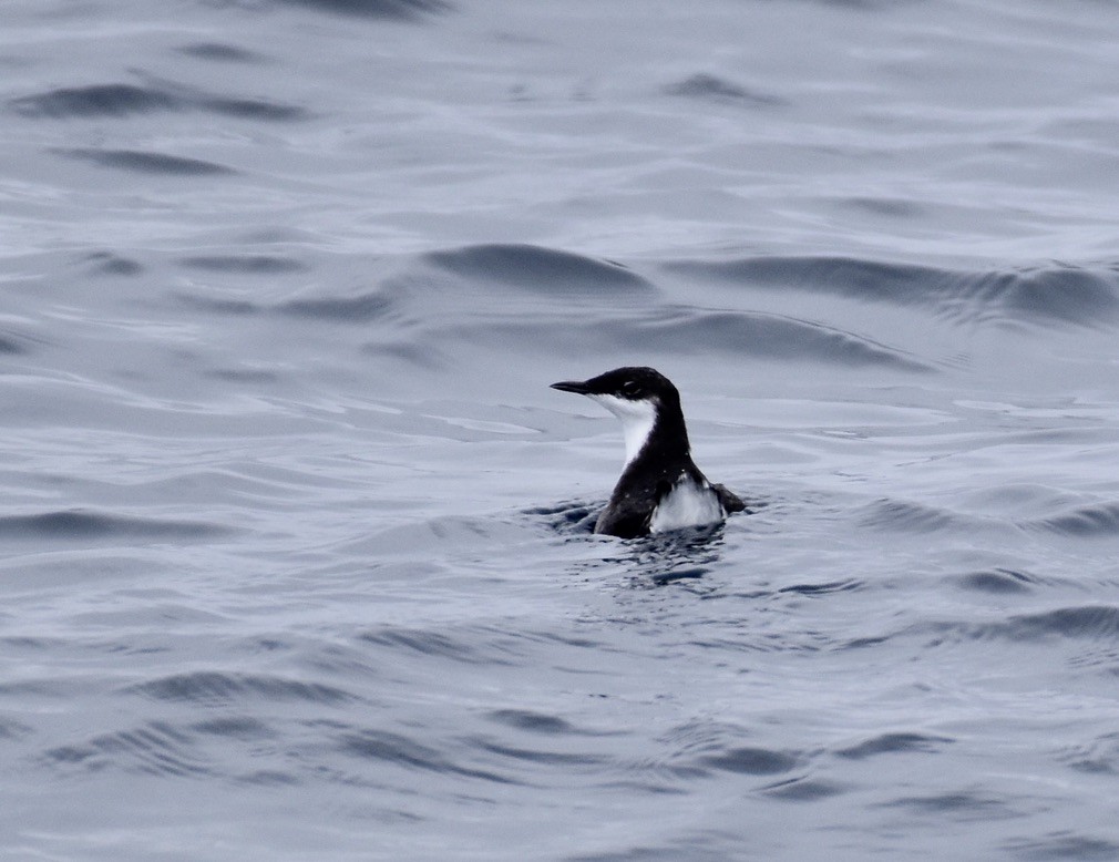 Craveri's Murrelet - ML620325619