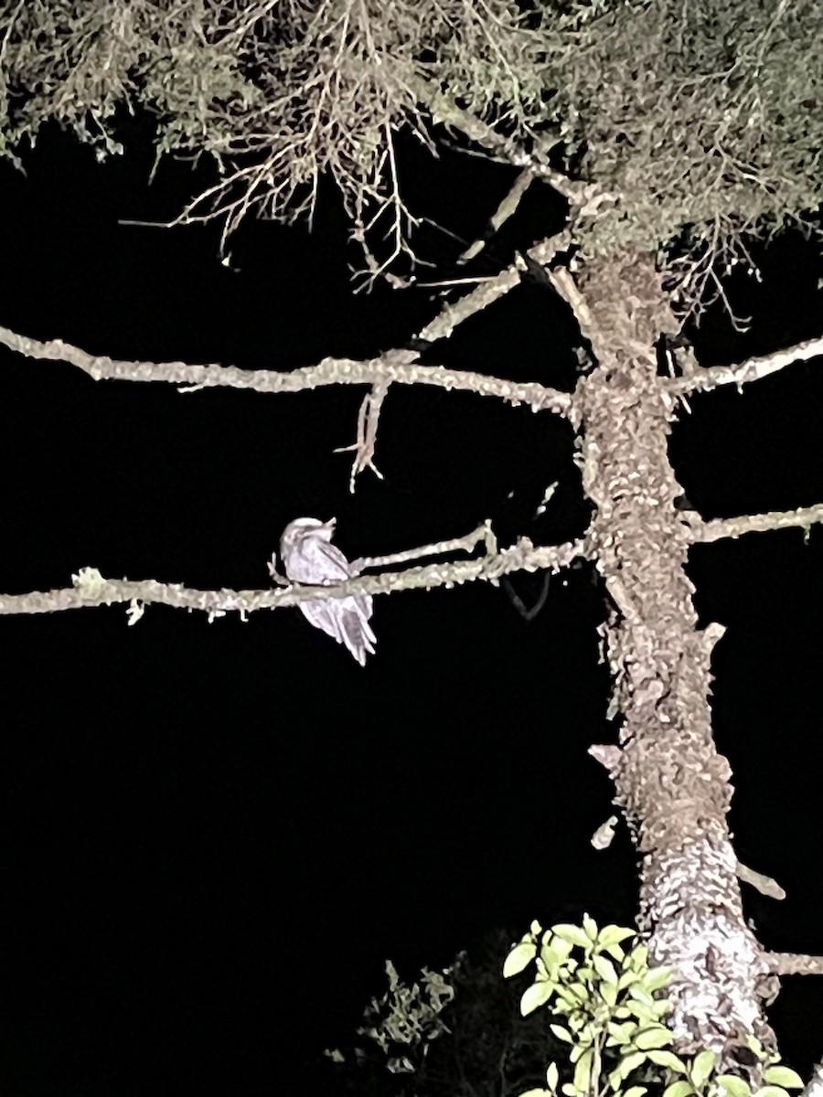 Marbled Frogmouth - ML620325650