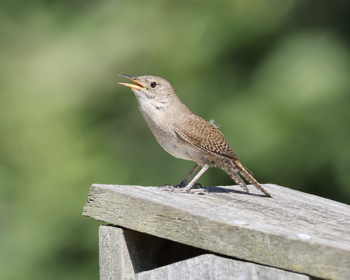 House Wren - Debbie Kosater