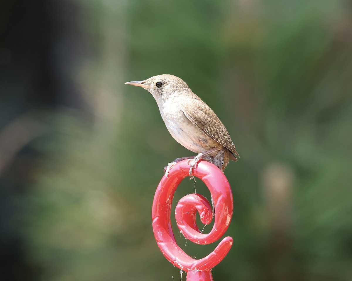 Northern House Wren - ML620325656
