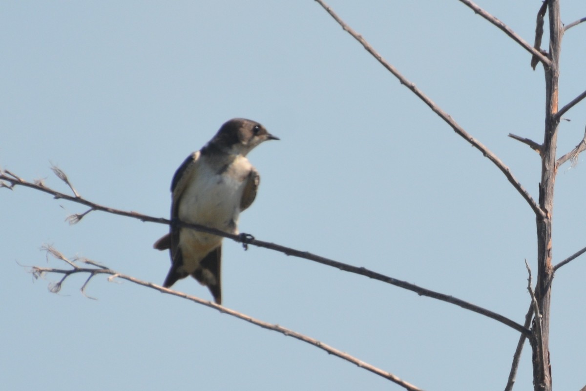 Northern Rough-winged Swallow - ML620325658