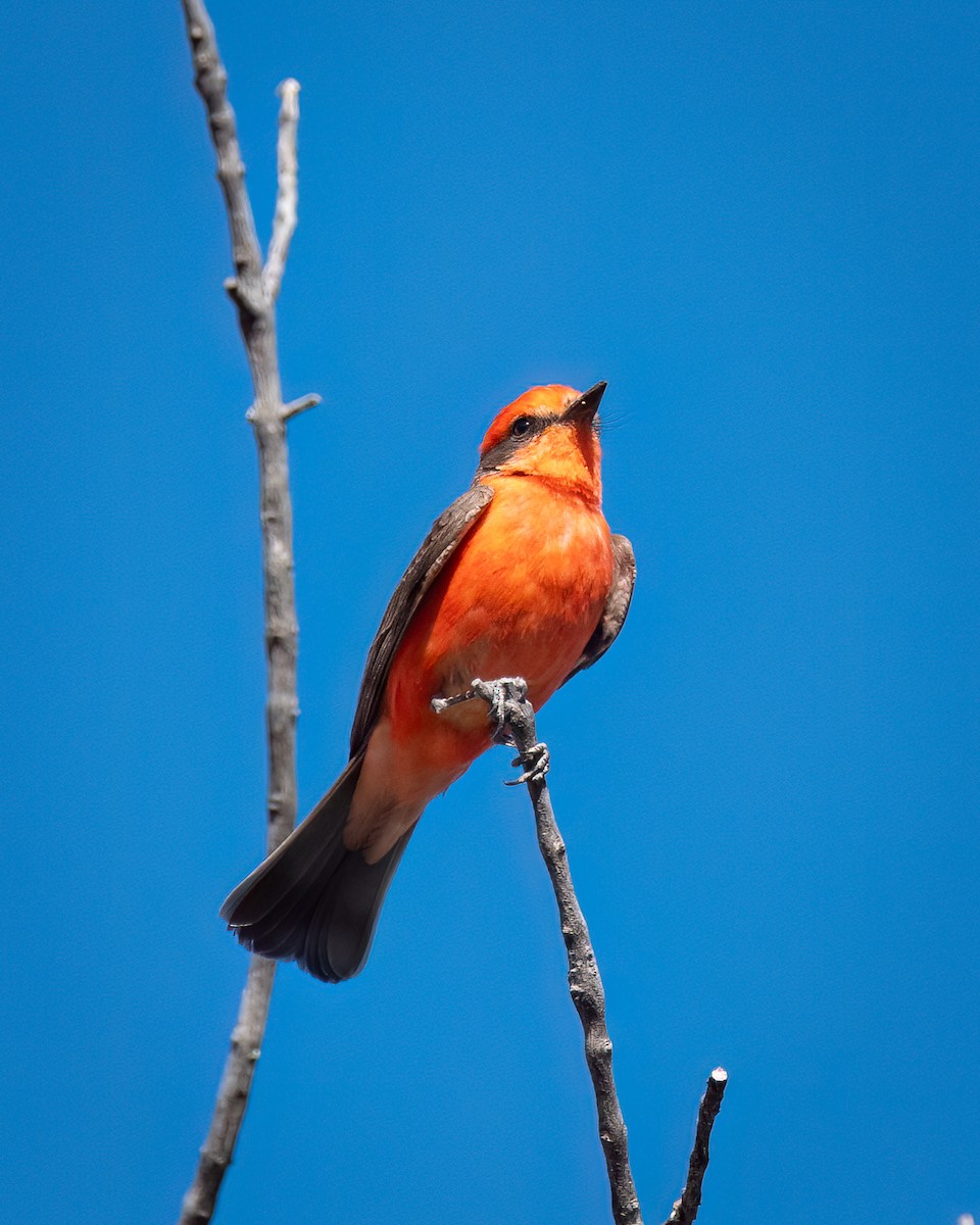 Vermilion Flycatcher - ML620325674