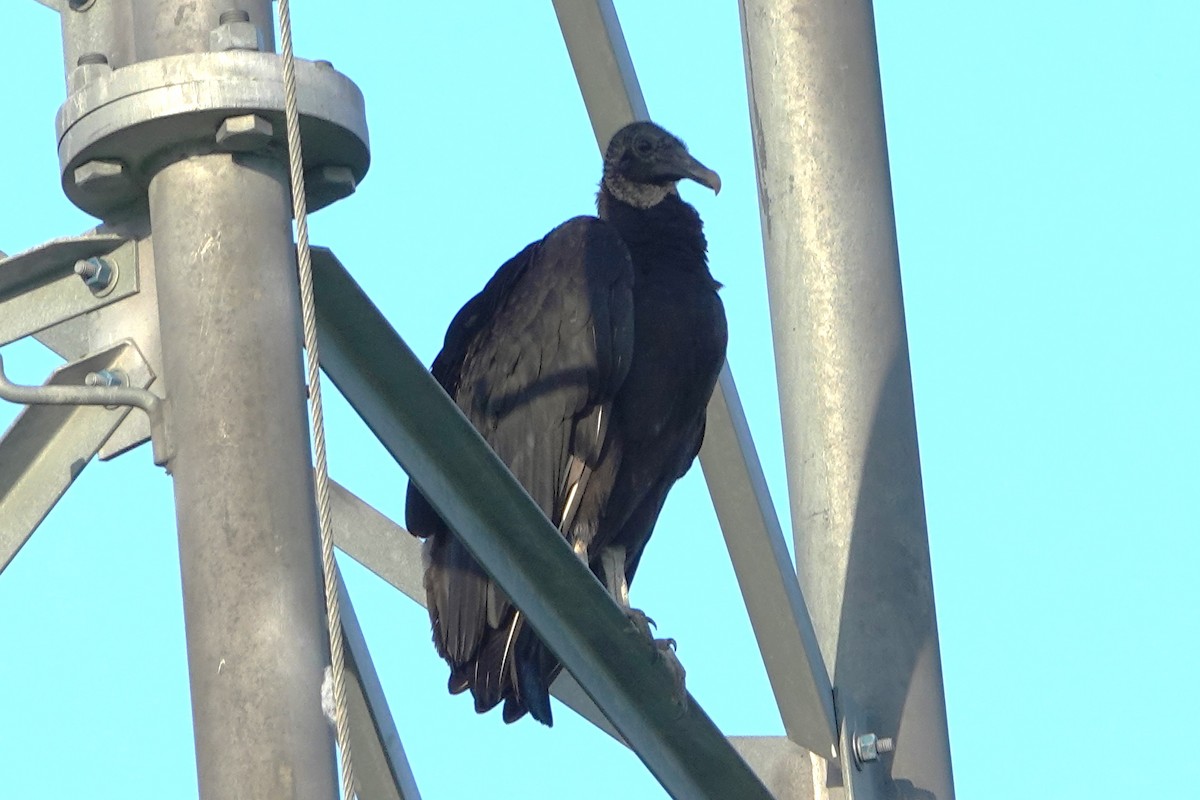 Black Vulture - ML620325677