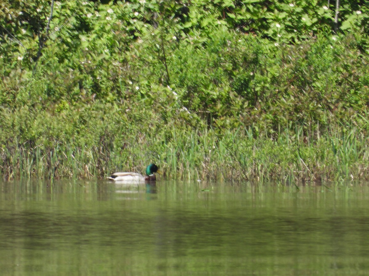 Canard colvert - ML620325678