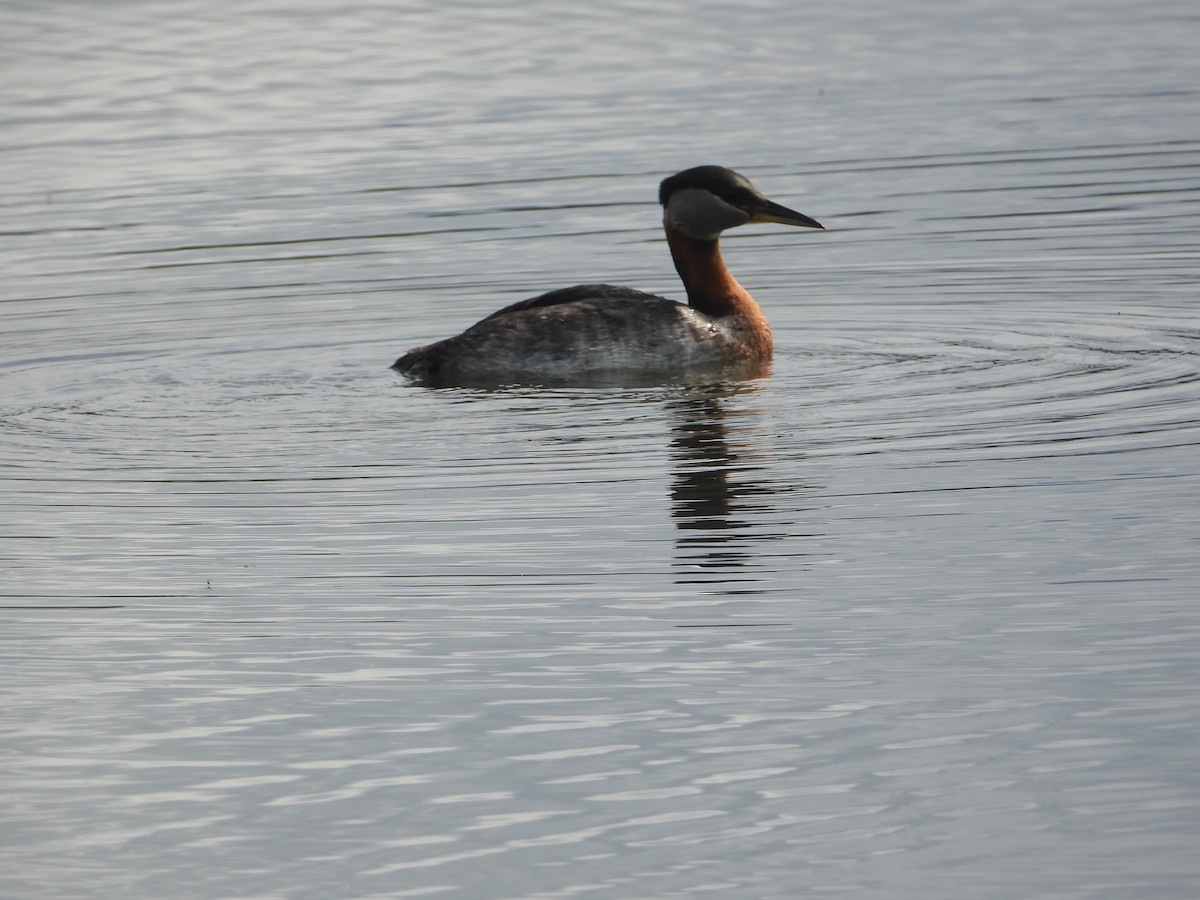 Red-necked Grebe - ML620325687