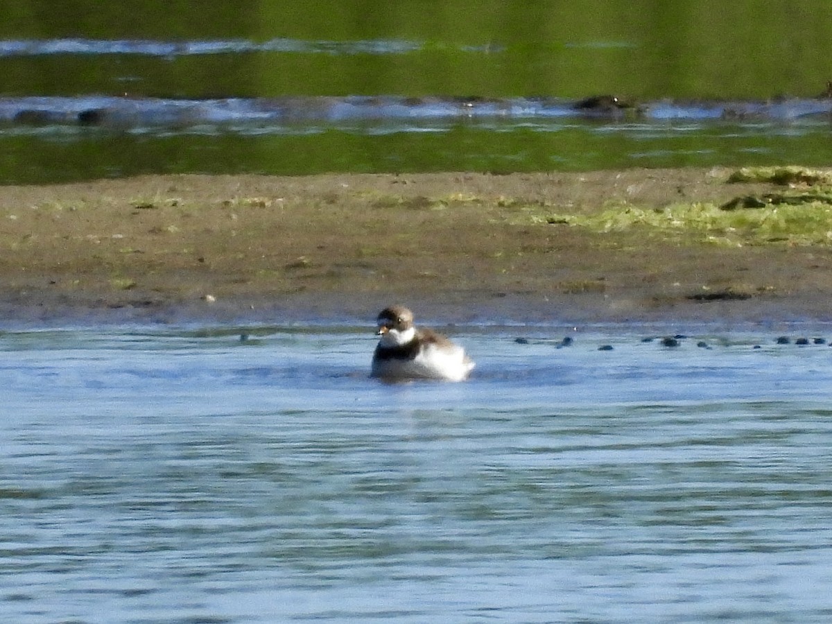 Semipalmated Plover - ML620325688