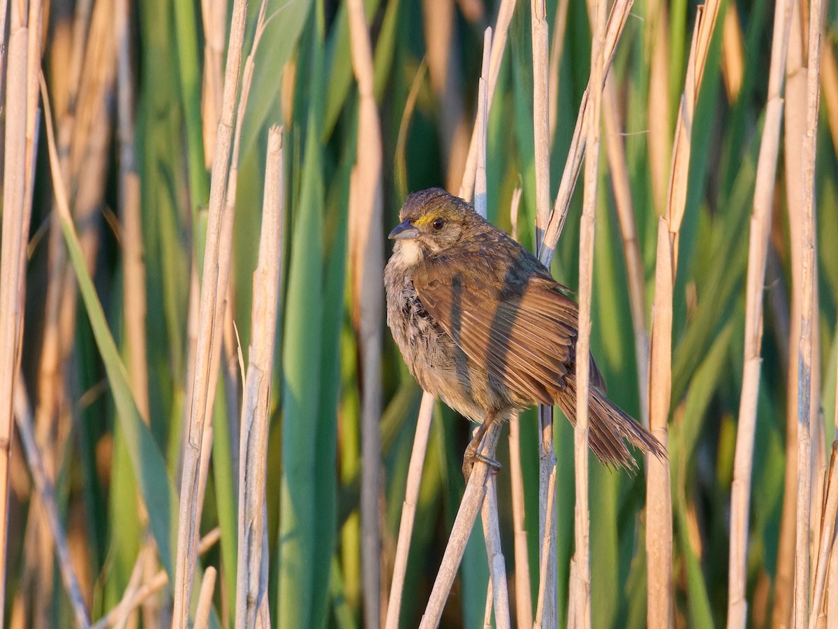 Seaside Sparrow (Atlantic) - ML620325700