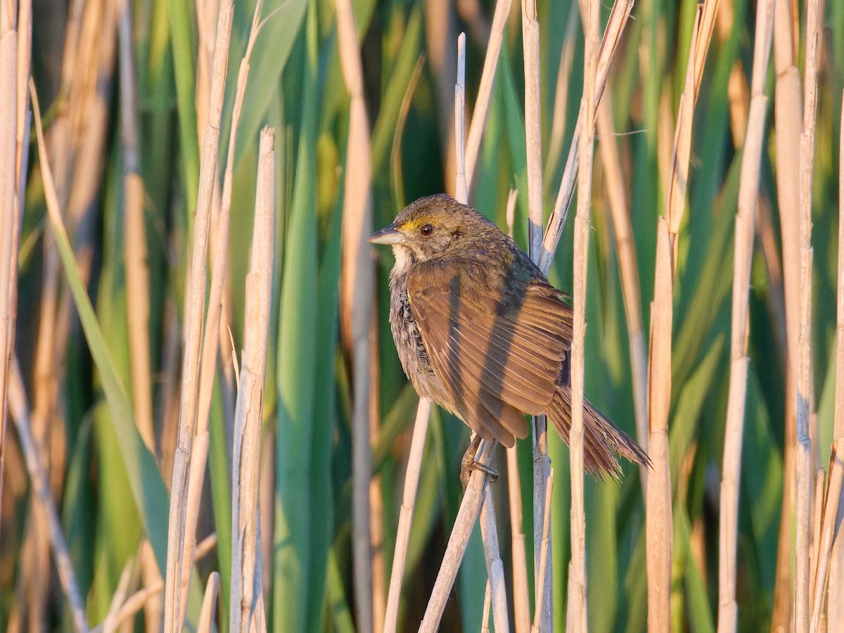 Seaside Sparrow (Atlantic) - ML620325708