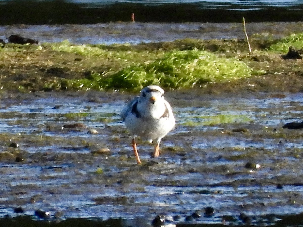 Piping Plover - ML620325709