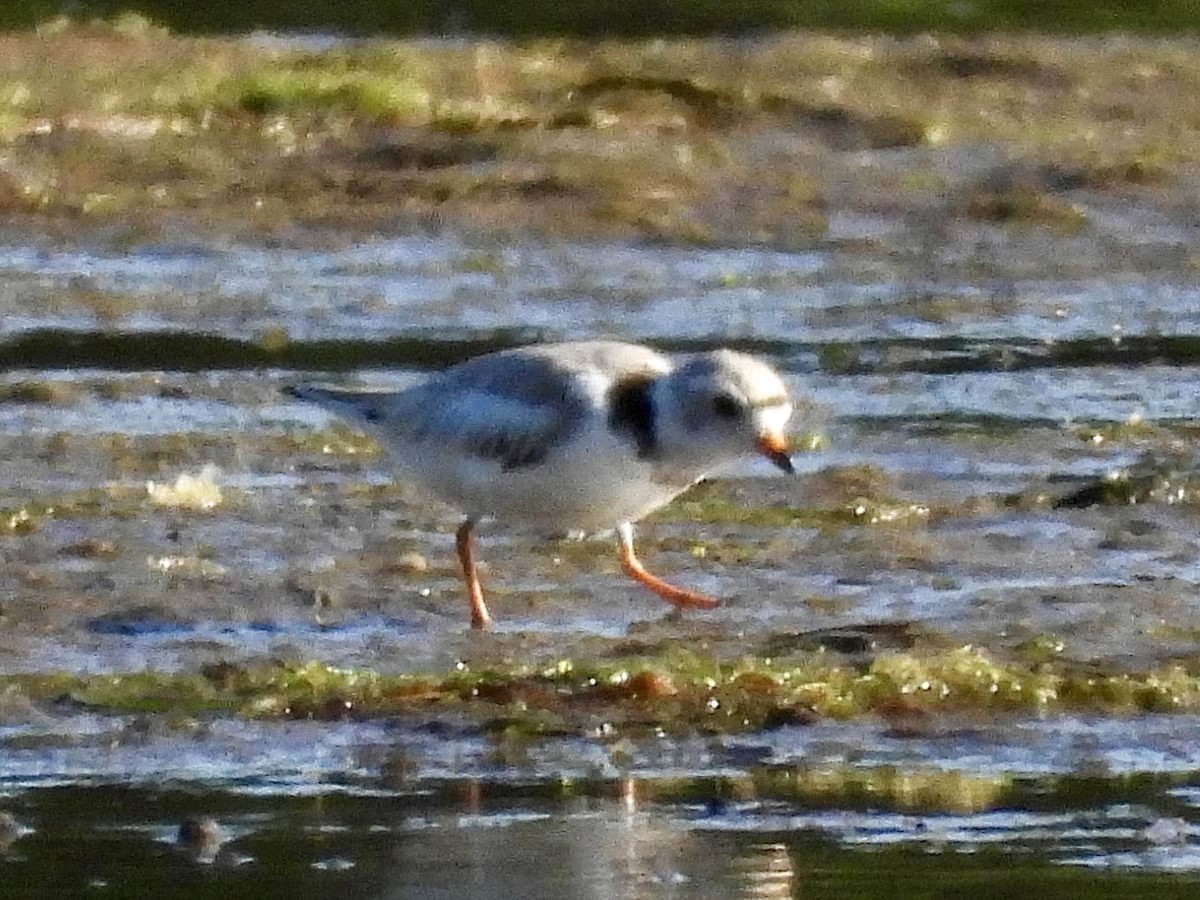 Piping Plover - ML620325710