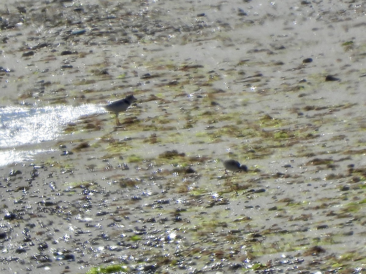 Piping Plover - ML620325711